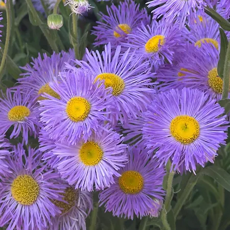 Apartman Amartman Primo U - Elenite *